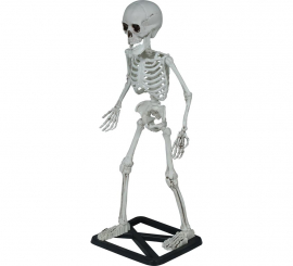 55cm Standing Skeleton 55cm Standing Skeleton