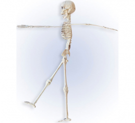 40cm Posable Skeleton 40cm Posable Skeleton