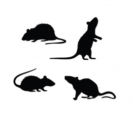 Pack of 4 Black Rat Silhouettes