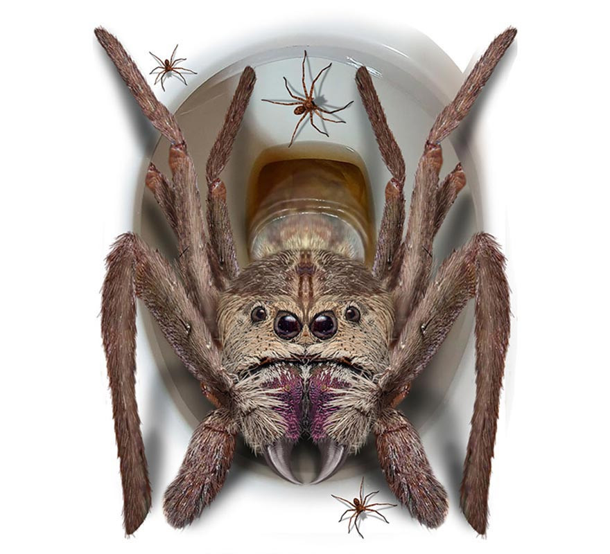 Autocollant araignée géante pour abattant de toilettes 30x40 cm-B
